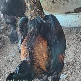 horaz