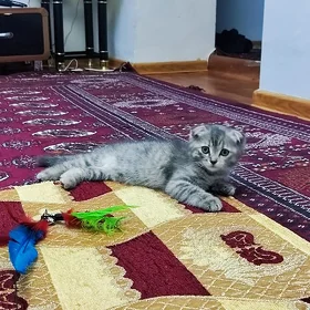 Şatlan pişik