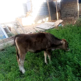 Şwes tüwe