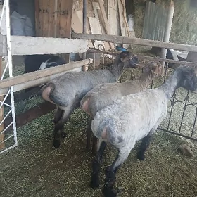 bakilgi goyun isek
