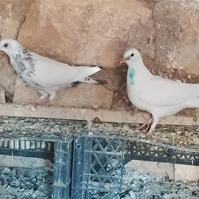 kepderi