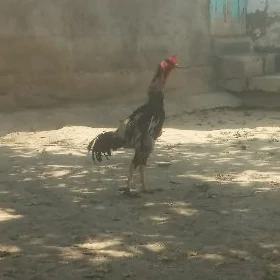 Taşkent