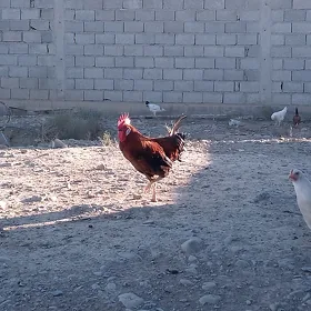 Horaz