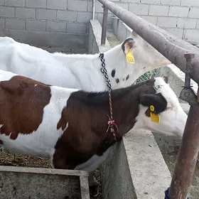Simental we ak kanatka ökuzçe