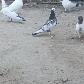 kepderi