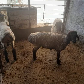 Goýün