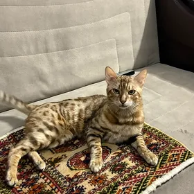 Bengal Pisik