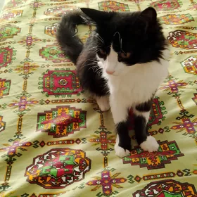 Котики