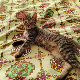 Котики