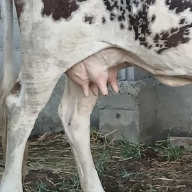 sagylyan bogaz sygyr
