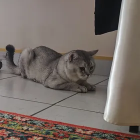 кот для вязки
