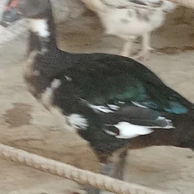 ordek