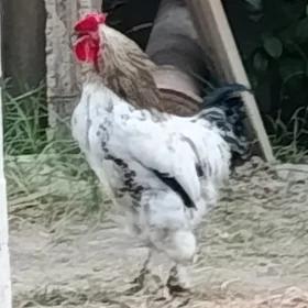 Brama horaz