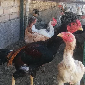 Horoz tavuk