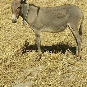 1yaş urgaçy eşek