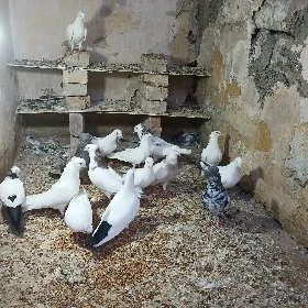 kerderi