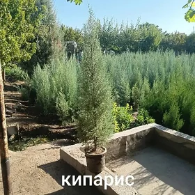 кипарис аризонский