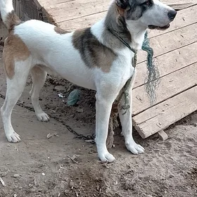 Boynak
