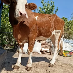 bogaz gunajyn
