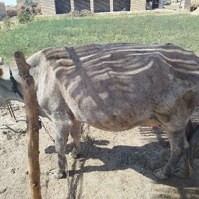 sygyr