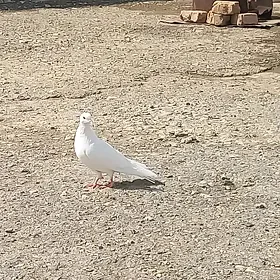 kepderi 👍