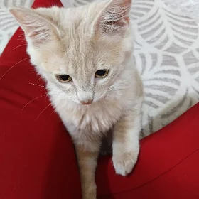 котенок