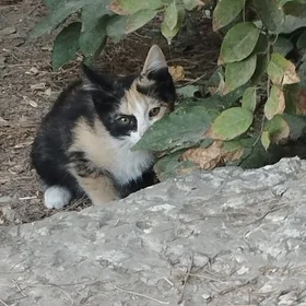 котёнок🐱