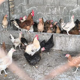 towuk