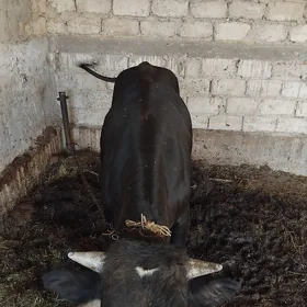 öküz
