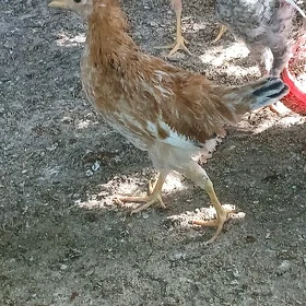 towuk jüje