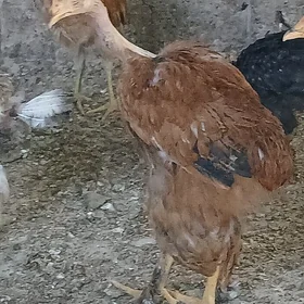 towuk jüje