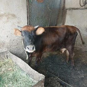 Sygyr goleli