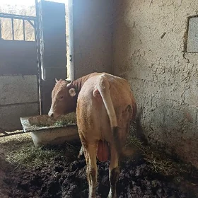 Öküz