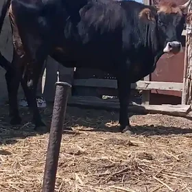 Tüwe