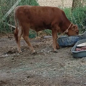 ŞIWET ÖKÜZLER 2 SANY WE TÜWE
