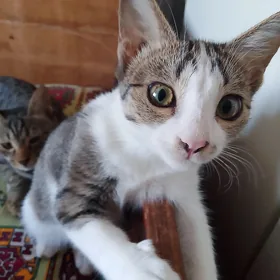 Котик