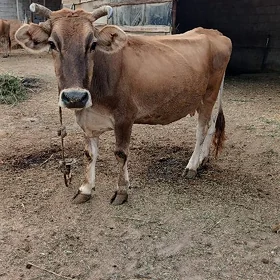 Gölöli sygyr