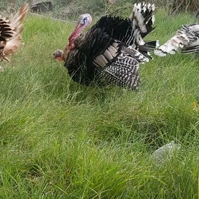induk horazlar