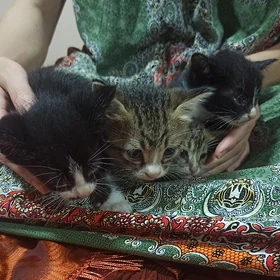 1 aylyk pisikler. Mugt berjek