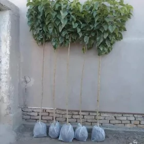 şa tut