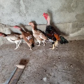 taşkent horaz we maki