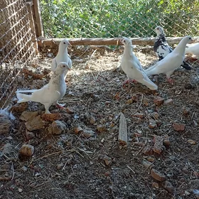 kepderi