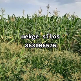 Mekge silos