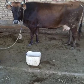 sygyr