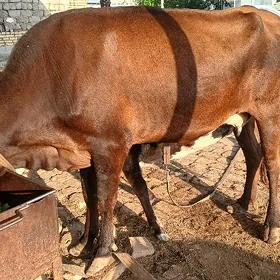 goleli sygyr
