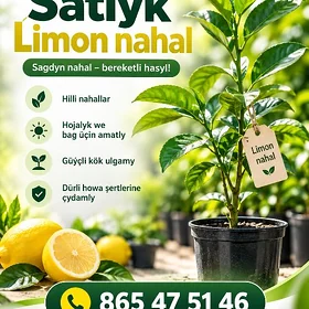 Satlyk Limon nahallar