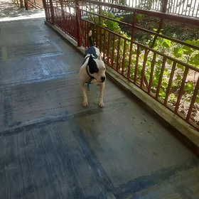Urgaçy pitbul
