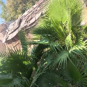 Вашингтония 🌴
