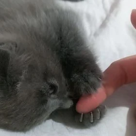 котята pişik