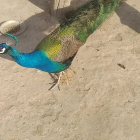 tawus gus